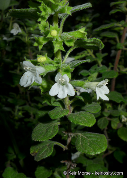 Image of San Miguel calamint