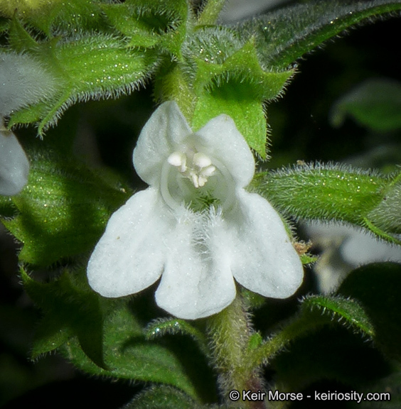 Image of San Miguel calamint