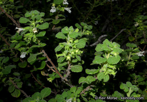 Image of San Miguel calamint