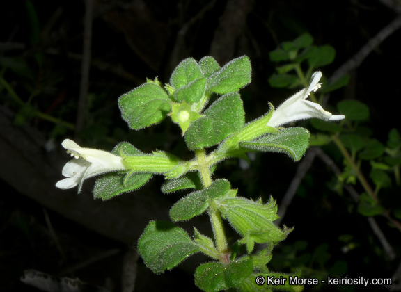 Image of San Miguel calamint