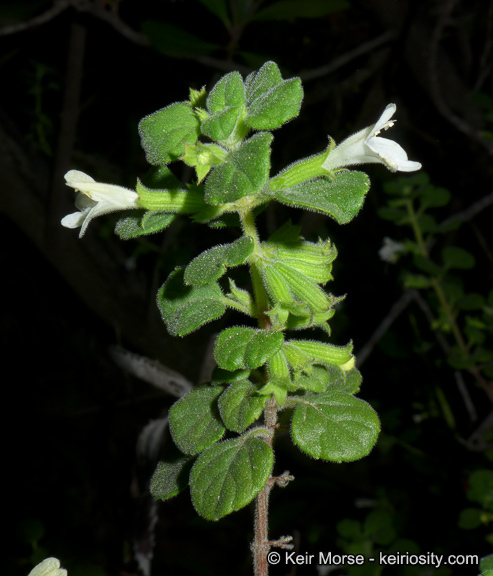 Image of San Miguel calamint