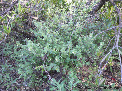 Image of San Miguel calamint