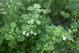 Image of San Miguel calamint