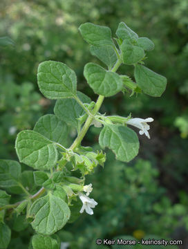 Image of San Miguel calamint