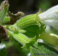 Image of San Miguel calamint