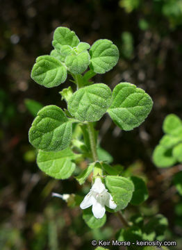 Image of San Miguel calamint