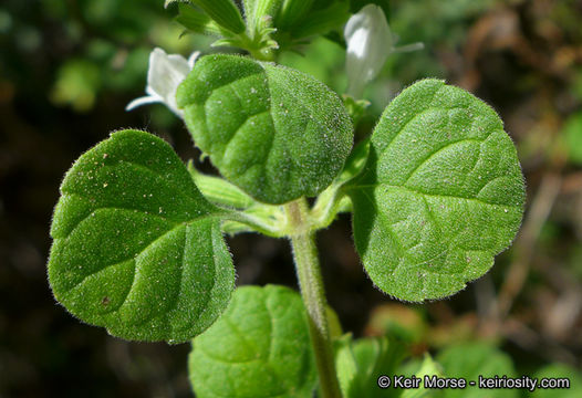 Image of San Miguel calamint