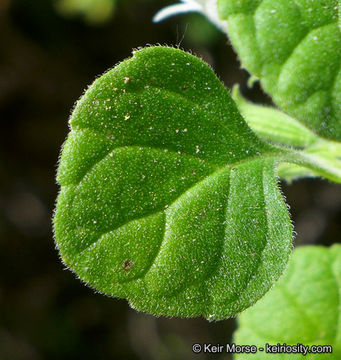 Image of San Miguel calamint