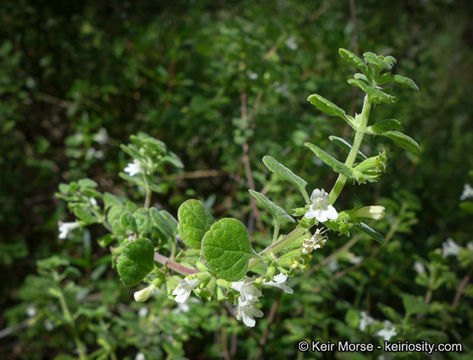 Image of San Miguel calamint