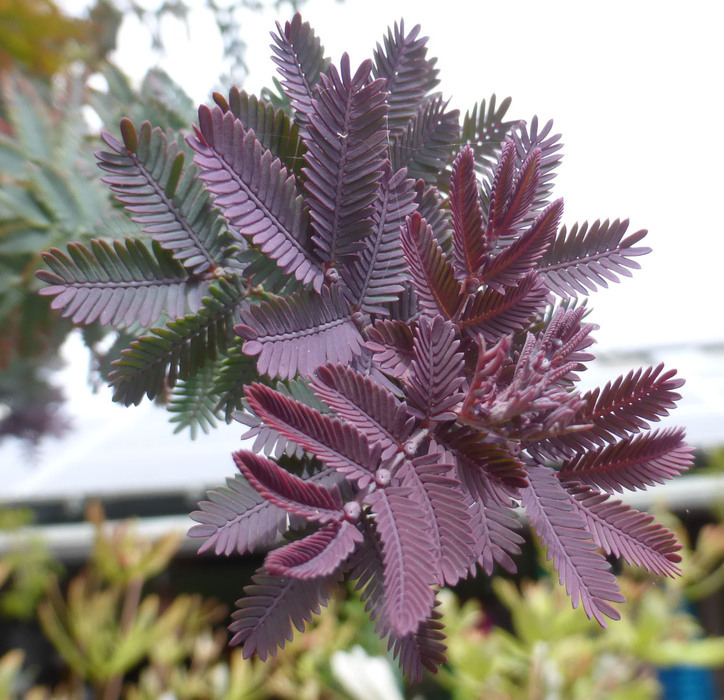 Image of cootamundra wattle