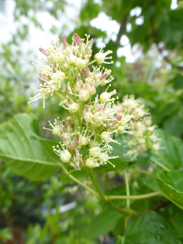 Image of tatarian maple