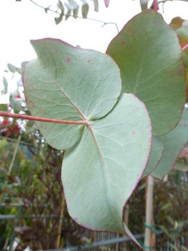 Image of argyle apple