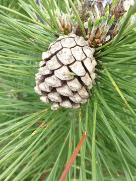 Image of Japanese Black Pine