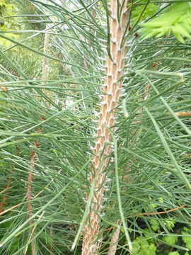 Image of Japanese Black Pine