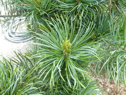 Image of Japanese White Pine