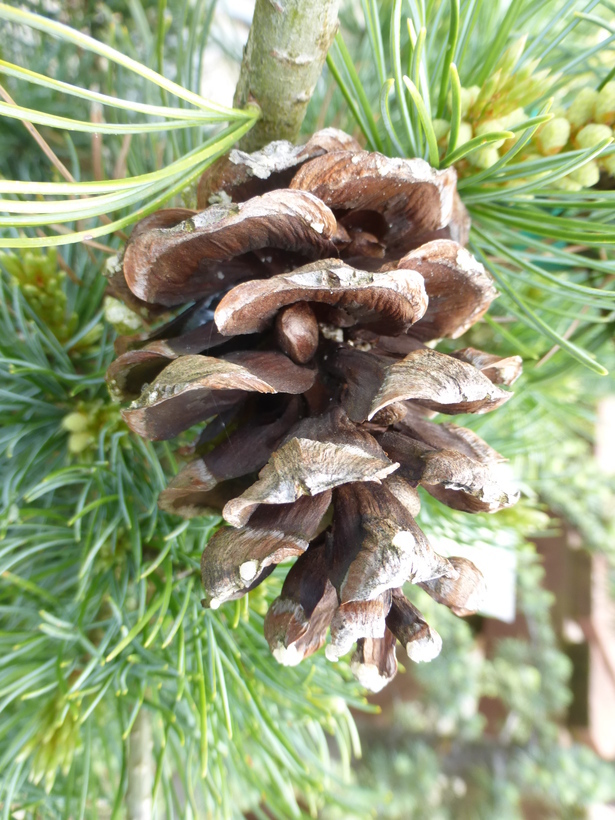 Image of Japanese White Pine