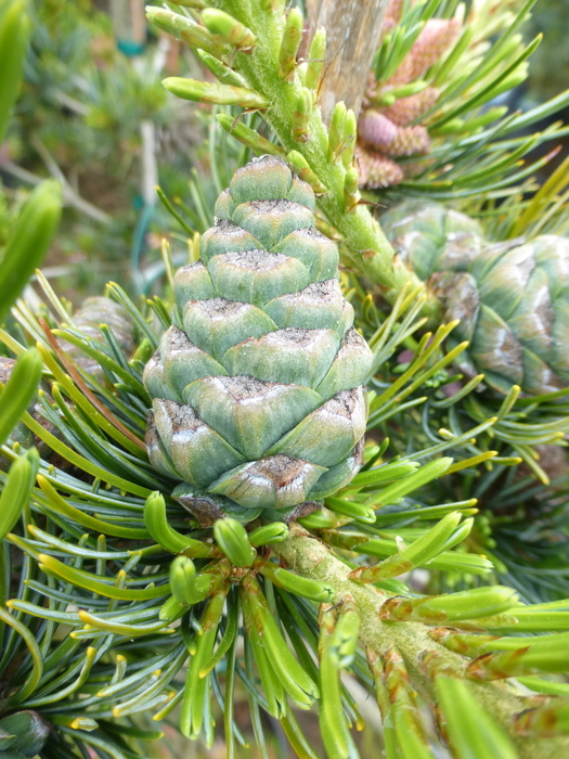 Image of Japanese White Pine