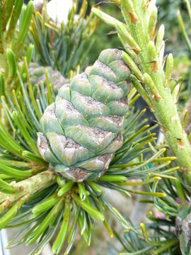 Image of Japanese White Pine