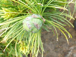 Image of Japanese White Pine