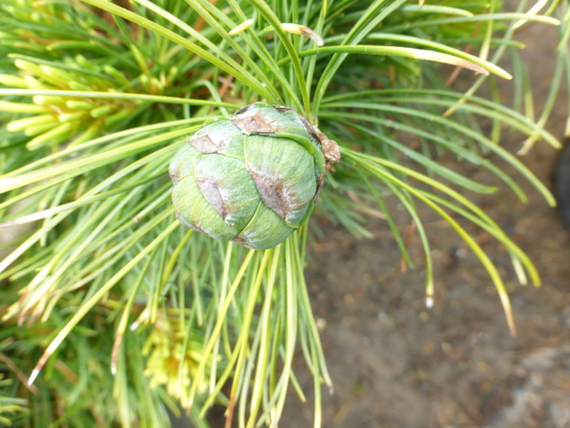 Image of Japanese White Pine