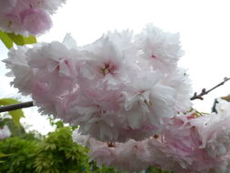 Слика од Prunus serrulata Lindl.