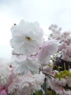 Слика од Prunus serrulata Lindl.