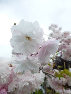 Слика од Prunus serrulata Lindl.