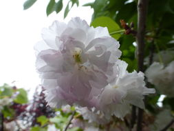 Слика од Prunus serrulata Lindl.
