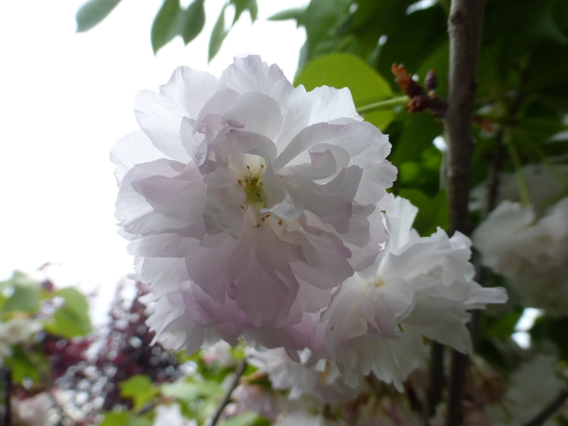 Слика од Prunus serrulata Lindl.