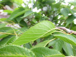 Слика од Prunus serrulata Lindl.