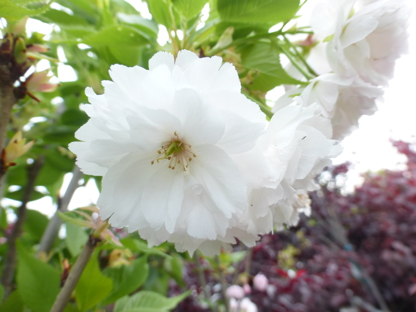 Слика од Prunus serrulata Lindl.