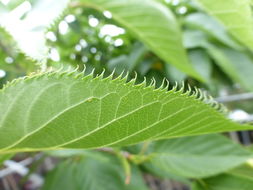Слика од Prunus serrulata Lindl.