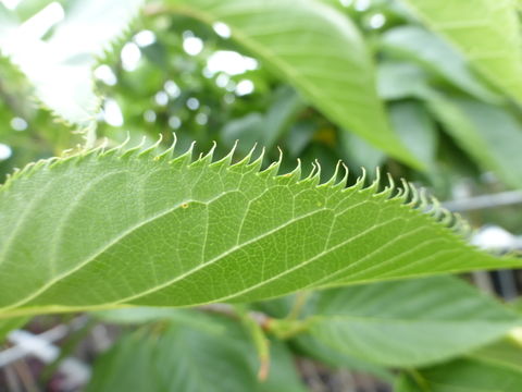 Слика од Prunus serrulata Lindl.