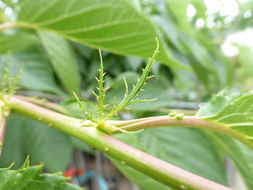 Слика од Prunus serrulata Lindl.