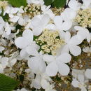 Imagem de Viburnum plicatum Thunb.