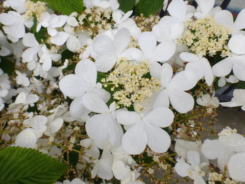 Imagem de Viburnum plicatum Thunb.