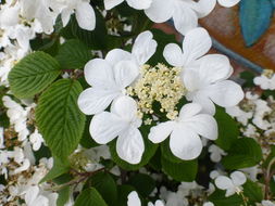 Image of Japanese snowball