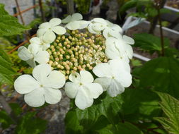 Image of American Cranberrybush Viburnum