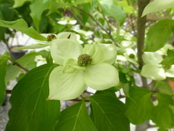 Plancia ëd Cornus kousa subsp. chinensis (Osborn) Q. Y. Xiang