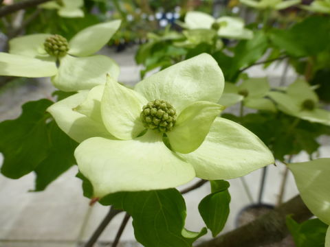 Plancia ëd Cornus kousa subsp. chinensis (Osborn) Q. Y. Xiang