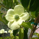 Слика од Cornus capitata Wall.