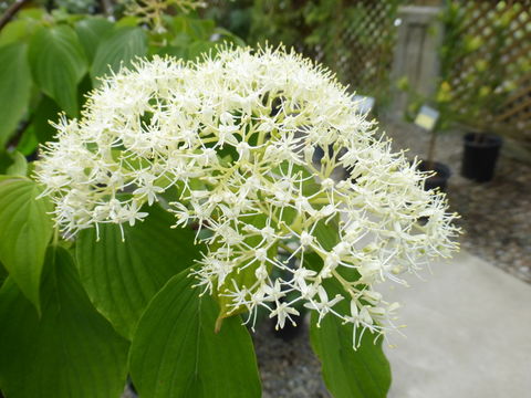 Image of giant dogwood