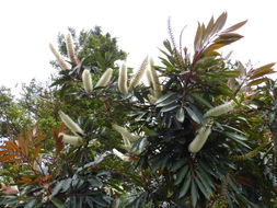 Image of Cunonia capensis L.
