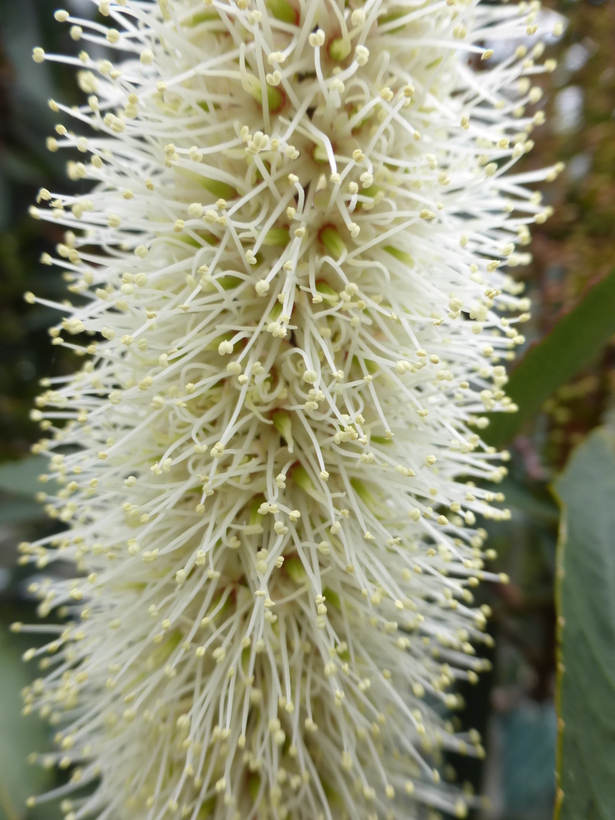 Image of Cunonia capensis L.