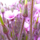 Image of Geranium madrense Rose ex Hanks & Small