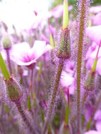 Image of Geranium madrense Rose ex Hanks & Small