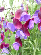 Image of Sweet Pea