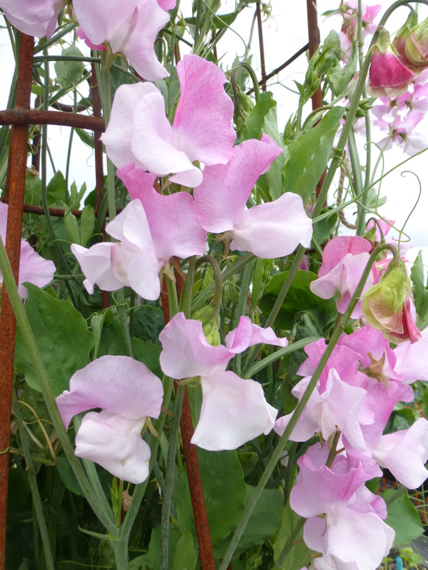 Image of Sweet Pea