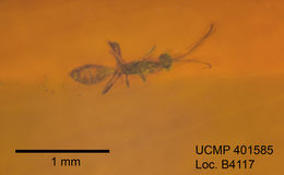 Image of braconid wasps