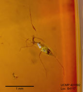 Image of hemipterans